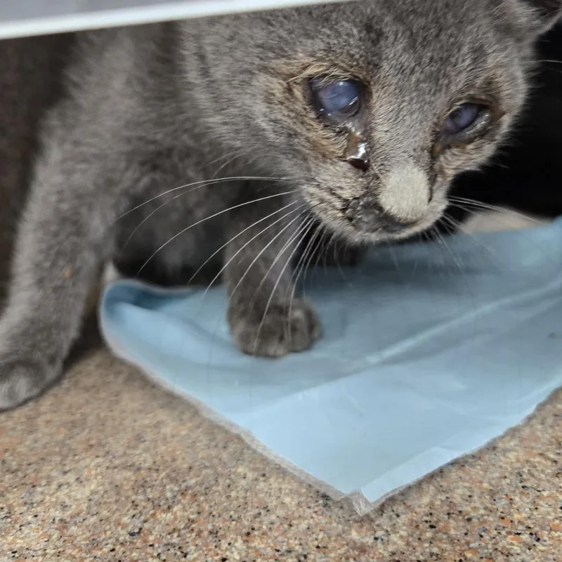 A baby small-sized male Gray / Blue / Silver Domestic Short Hair cat named Buzz for adoption in Newark, NJ