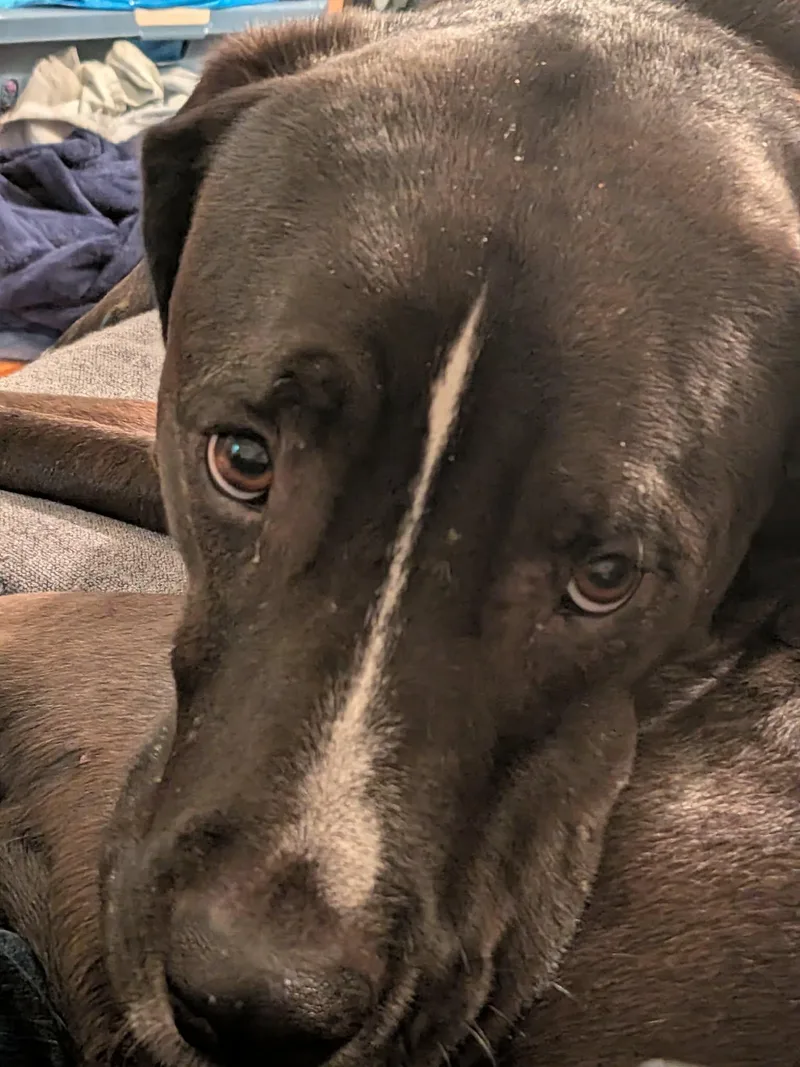 An adult large-sized male Great Dane dog named Turk for adoption in Austin, TX