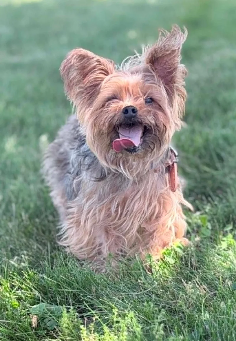 An adult small-sized male Black Yorkshire Terrier dog named Wally for adoption in Wapakoneta, OH