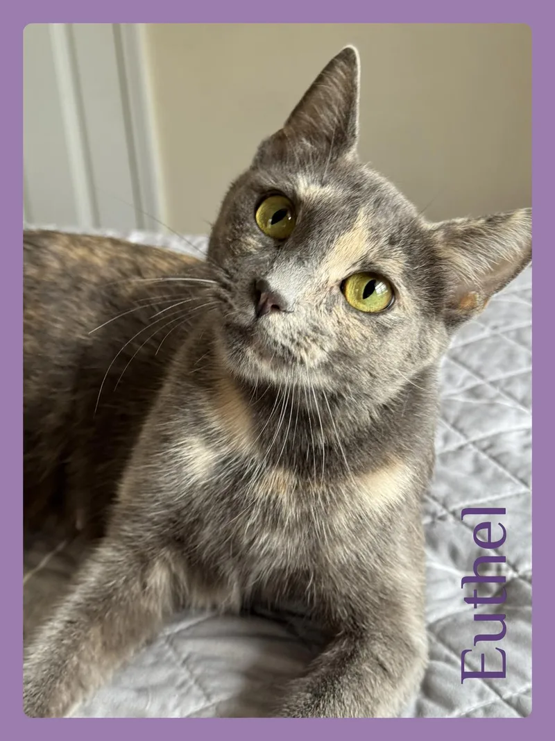 A young medium-sized female Dilute Tortoiseshell cat named Euthel for adoption in Lawton, OK