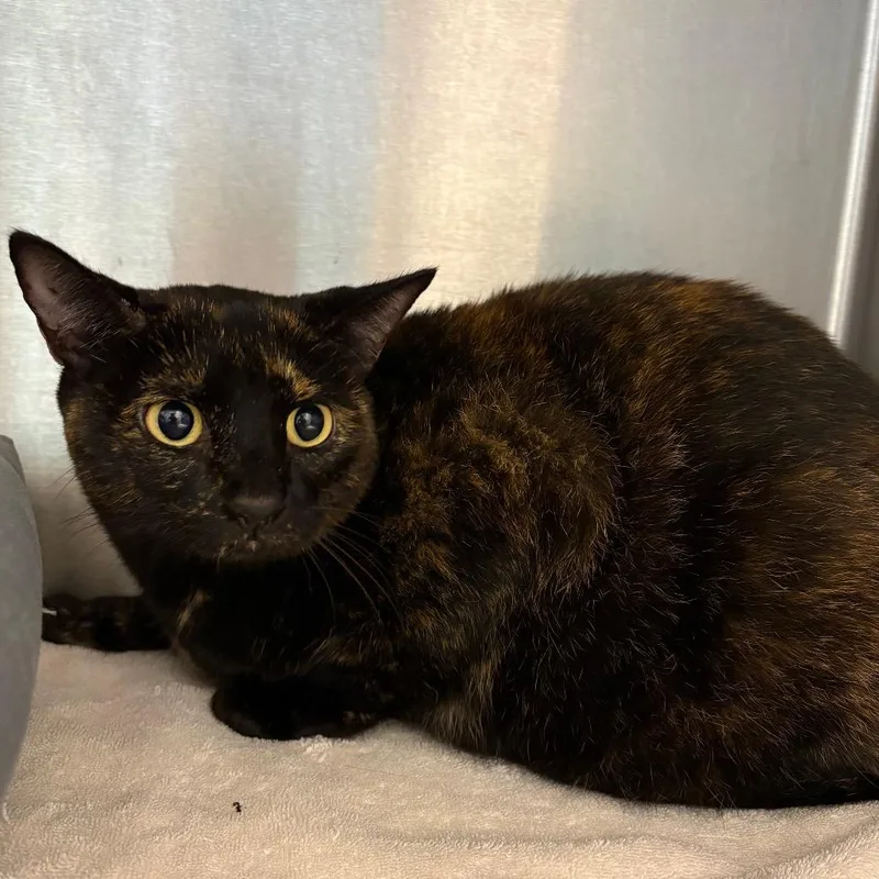 An adult large-sized female Domestic Short Hair cat named Moon Pie for adoption in Englewood, FL