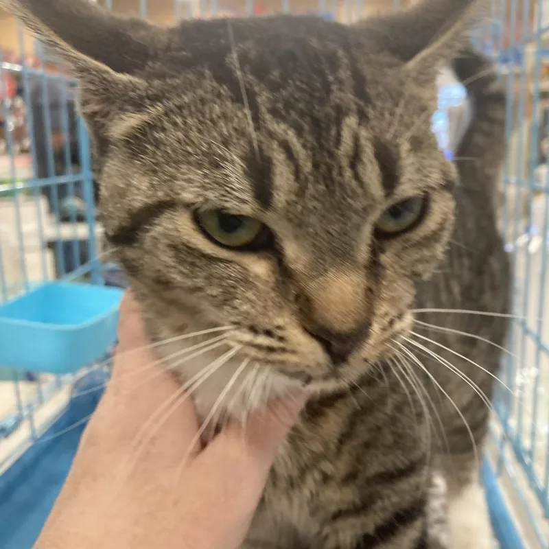 A young medium-sized female Brown / Chocolate Domestic Short Hair cat named Lost In Wonderland for adoption in Fredericksburg, VA