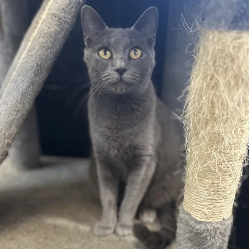 An adult medium-sized female Domestic Medium Hair cat named Theodosia for adoption in Gadsden, AL