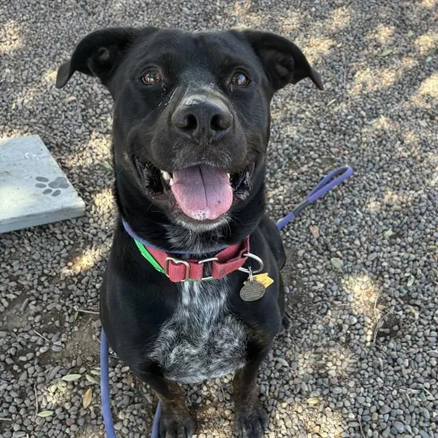 A young large-sized male Pit Bull Terrier dog named Moonlight for adoption in Mesa, AZ