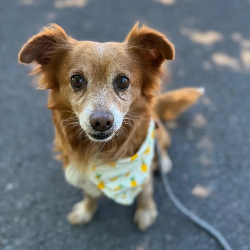 An adult small-sized male Brown / Chocolate Pomeranian dog named Tank for adoption in Newberg, OR
