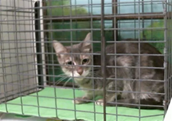 A young medium-sized female Domestic Short Hair cat named Rosie for adoption in Houston, TX