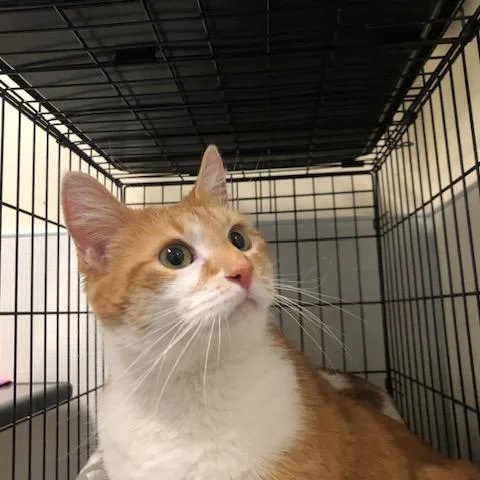 An adult large-sized female Orange / Red Domestic Short Hair cat named Aniken for adoption in Novelty, OH