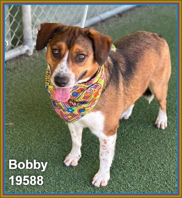 A young medium-sized male Tricolor (Brown, Black, & White) Pembroke Welsh Corgi dog named Bobby for adoption in Marietta, GA
