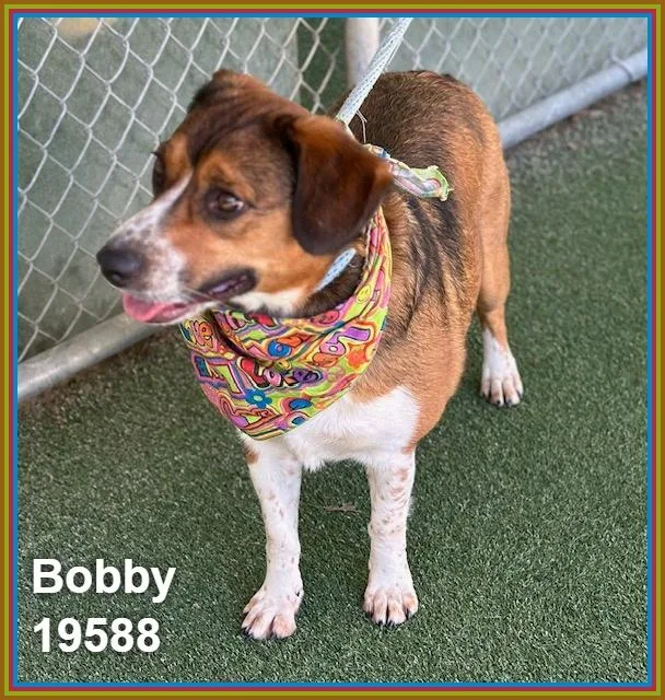 Bobby thumbnail 2