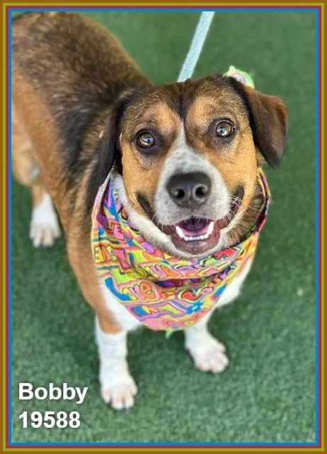 Bobby thumbnail 3