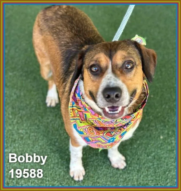 Bobby thumbnail 4