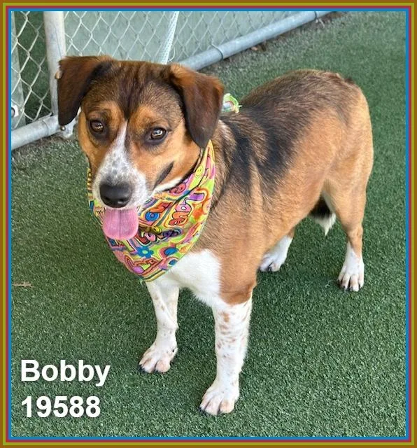 Bobby thumbnail 5