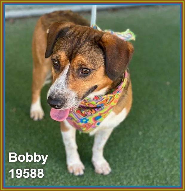 Bobby thumbnail 6