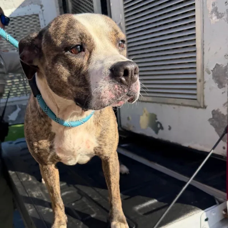 A young medium-sized female Brown / Chocolate Mixed Breed dog named Ramsey for adoption in Ashtabula, OH