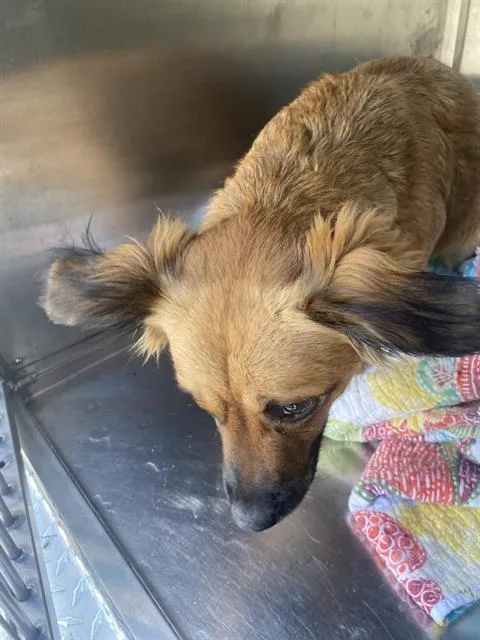 A young medium-sized female Mixed Breed dog named Baby Girl for adoption in Dallas, TX