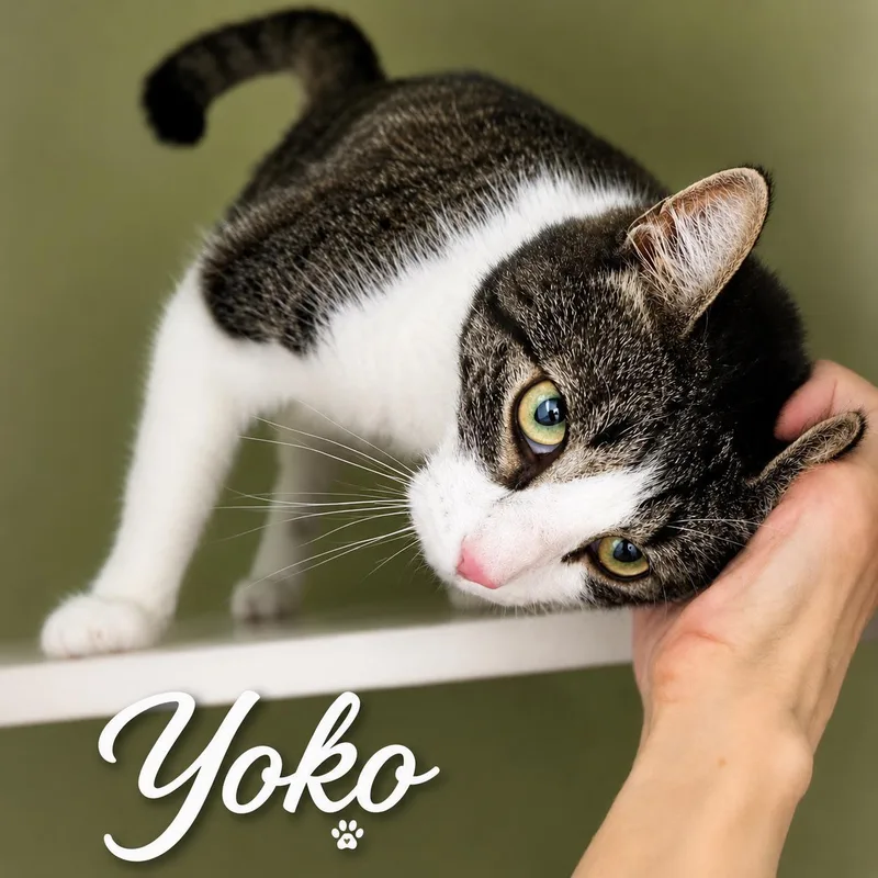 A young medium-sized female Tabby (Brown / Chocolate) Domestic Short Hair cat named Yoko for adoption in New York, NY