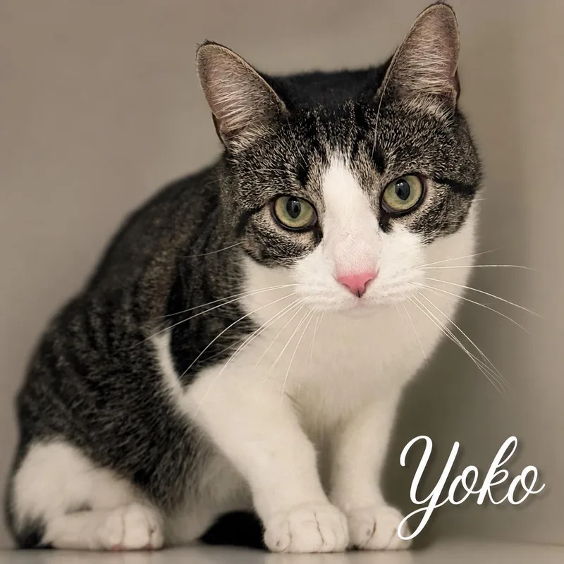 Yoko thumbnail 2