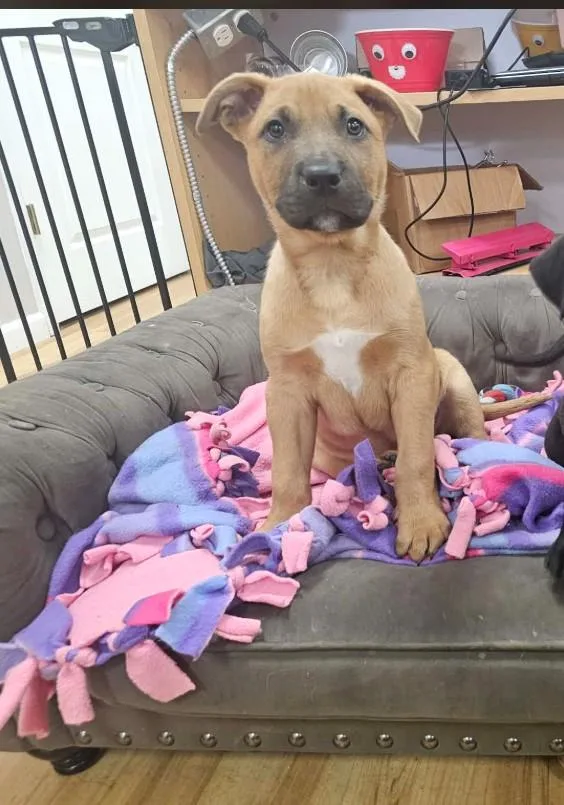 Mr. Potato Head thumbnail 2