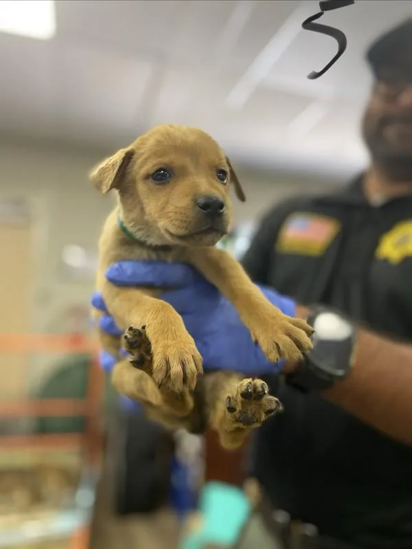 A baby medium-sized female Shepherd dog named Lucille for adoption in Victorville, CA