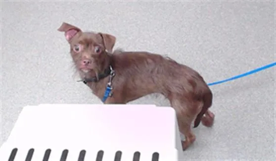 A young small-sized male Chihuahua dog named Wild Mike for adoption in Omaha, NE