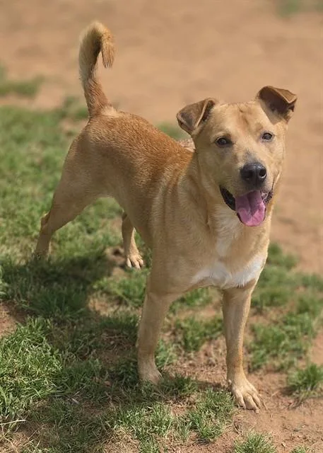 A young medium-sized male Labrador Retriever dog named Pooh for adoption in York, SC