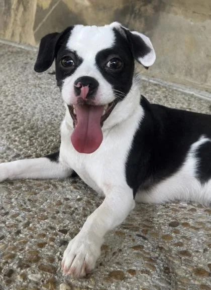 An adult small-sized male Terrier dog named Kirkland for adoption in San Antonio, TX