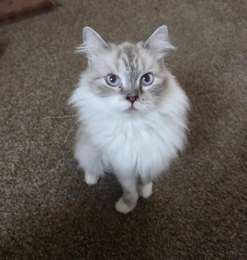 A young large-sized female Ragdoll cat named Heather for adoption in Carnegie, OK