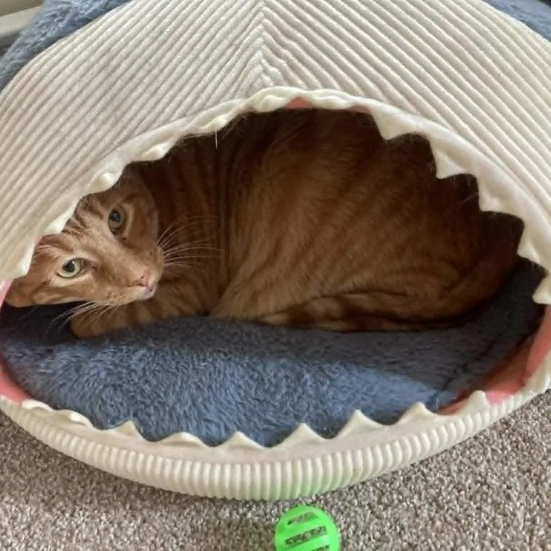 An adult extra large-sized male Orange / Red Domestic Short Hair cat named Dexter for adoption in Manheim, PA