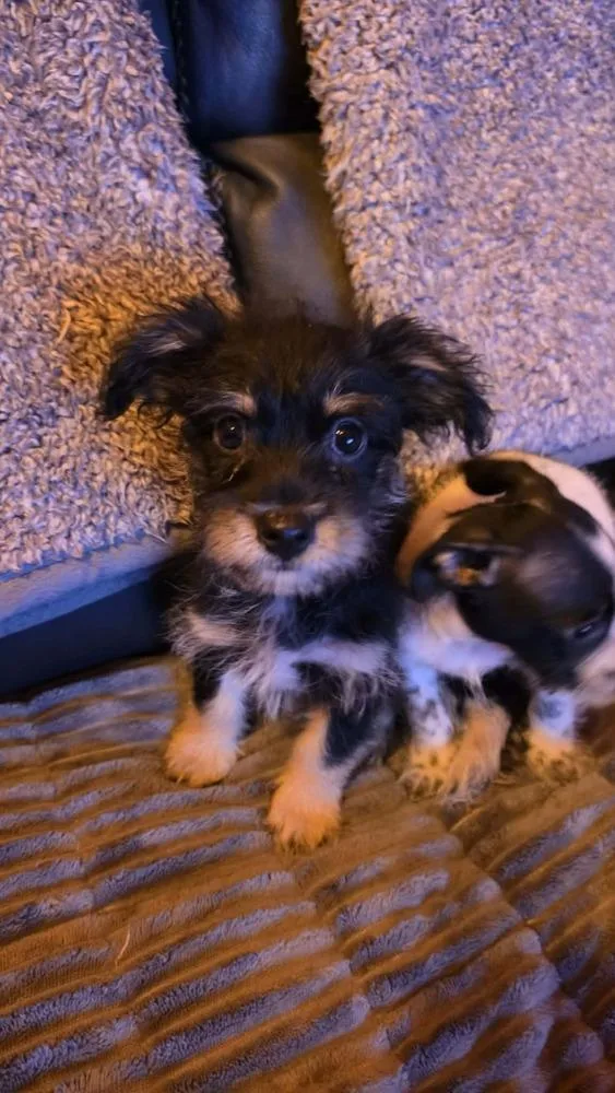 Chorkie Patrol : Marshall