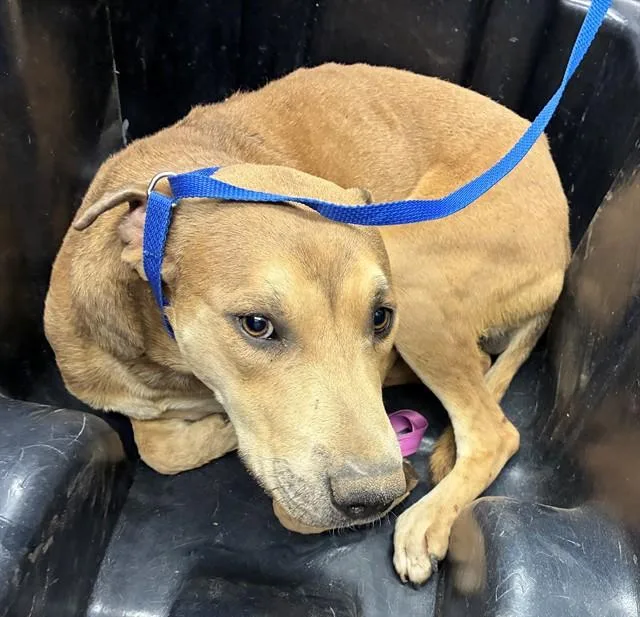 A young large-sized male Labrador Retriever dog named Macho Man for adoption in Mesa, AZ