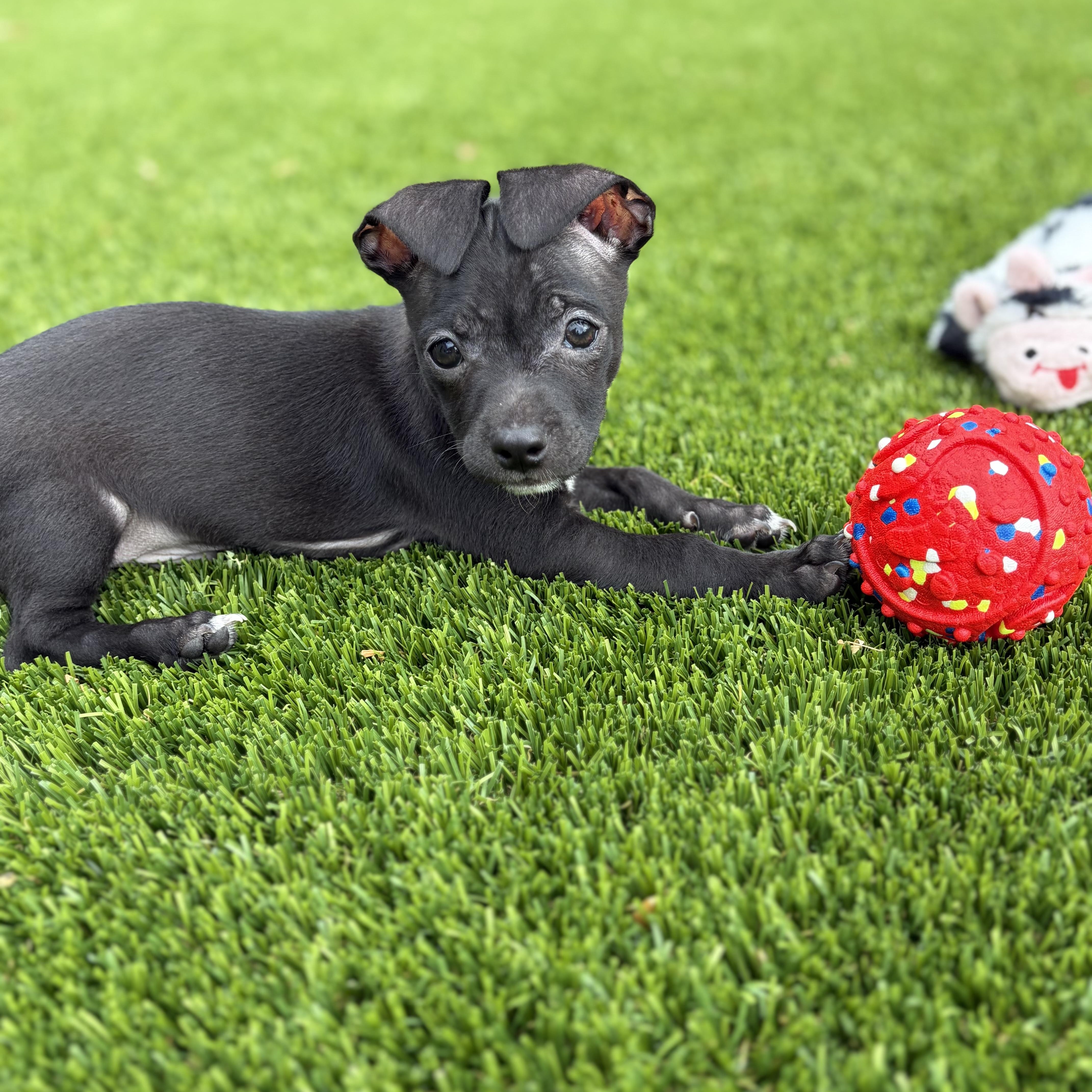 A baby small-sized male Black Miniature Pinscher dog named Paul for adoption in Phoenix, AZ