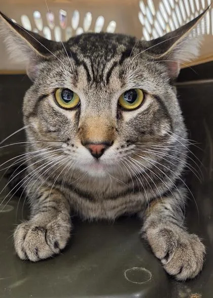 An adult small-sized male Domestic Short Hair cat named Mumford for adoption in Seattle, WA