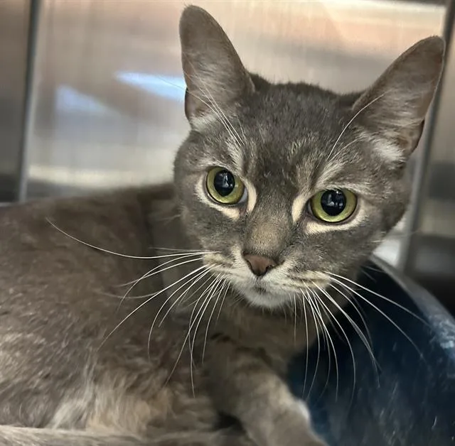 An adult medium-sized male Domestic Short Hair cat named Mac for adoption in Santa Cruz, CA