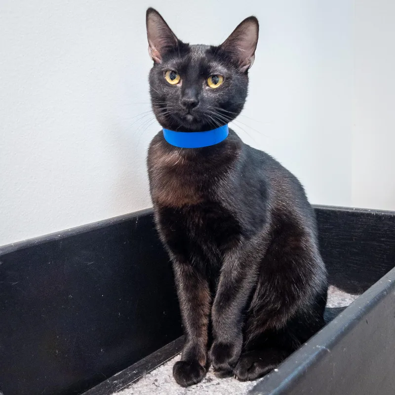 A young medium-sized female Black Domestic Short Hair cat named Nellie for adoption in Overland Park, KS