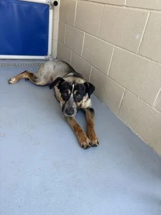 An adult medium-sized male Brown / Chocolate Shepherd dog named Buzz for adoption in Harlingen, TX
