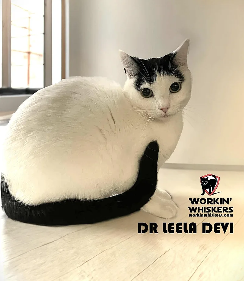 A young medium-sized female Black Turkish Van cat named Dr Leela Devi for adoption in HEMET, CA
