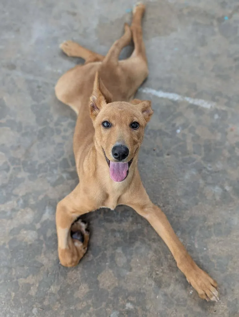 A baby medium-sized female Labrador Retriever dog named Sourdough for adoption in Sebastian, FL
