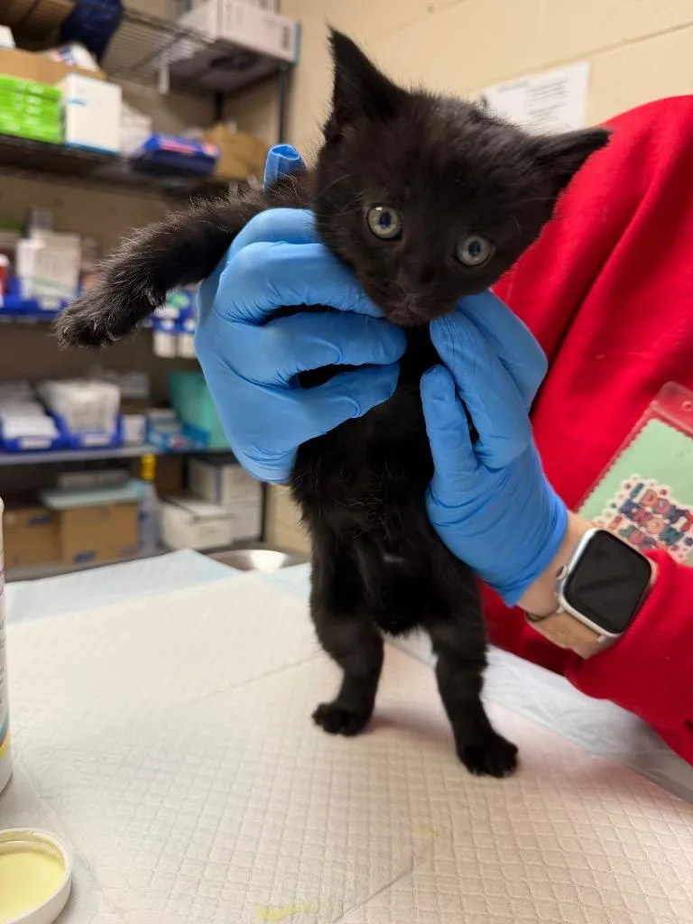 A baby medium-sized female Domestic Short Hair cat named Karma for adoption in Wintersville, OH