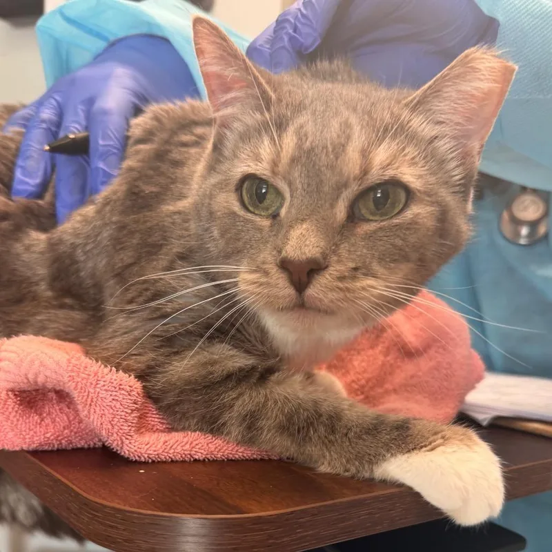 A senior medium-sized female Domestic Short Hair cat named Smarty for adoption in Birdsboro, PA