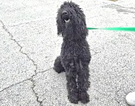 An adult large-sized female Poodle dog named A for adoption in Houston, TX