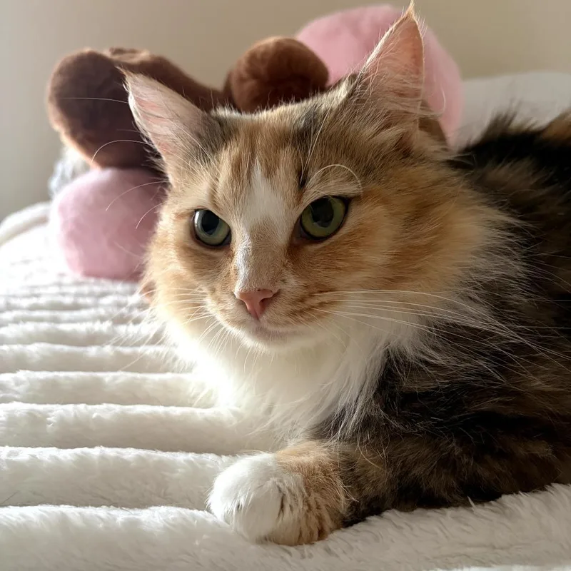 Gladys thumbnail 3