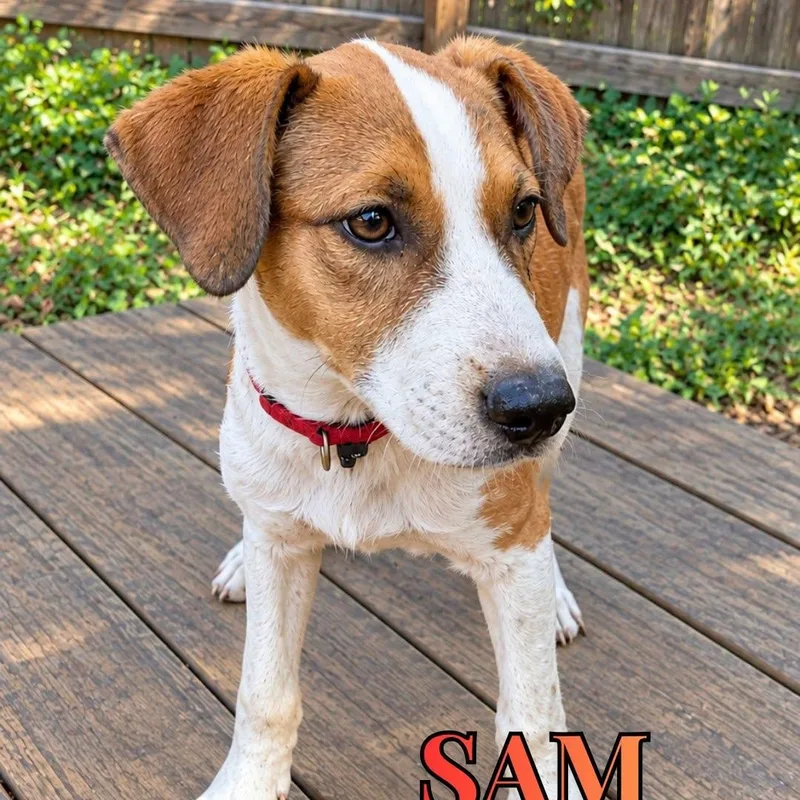 A young medium-sized male Mixed Breed dog named Sam for adoption in Nantucket, MA