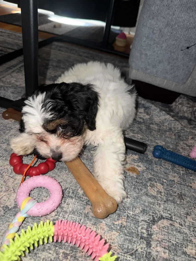 A baby small-sized female Morkie dog named Betty for adoption in Kenhorst, PA