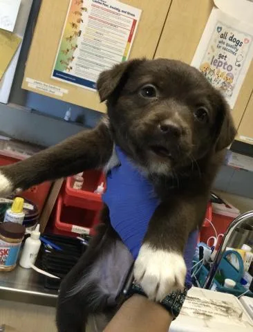 A baby small-sized female Australian Cattle Dog / Blue Heeler dog named Coconut for adoption in Riverside, CA