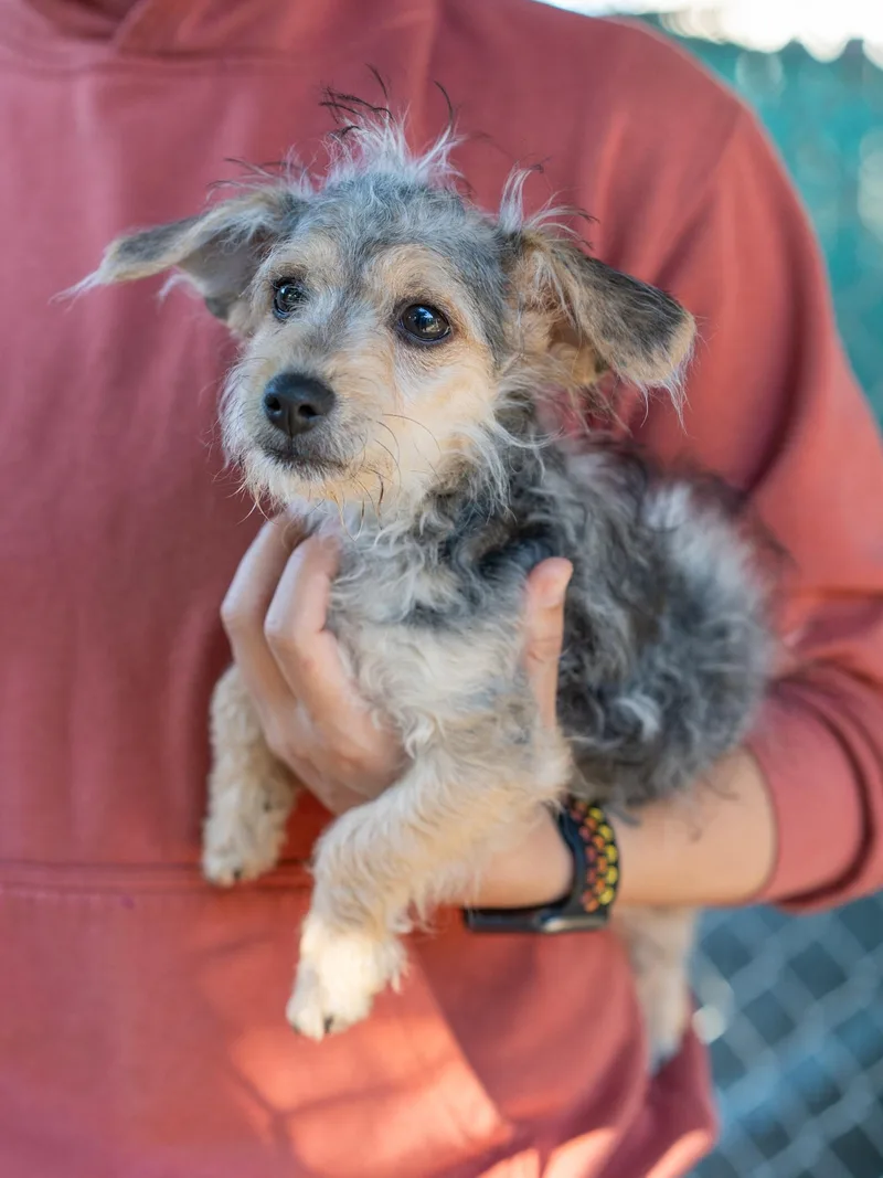 A baby small-sized male Terrier dog named Baby Ace for adoption in Fresno, CA