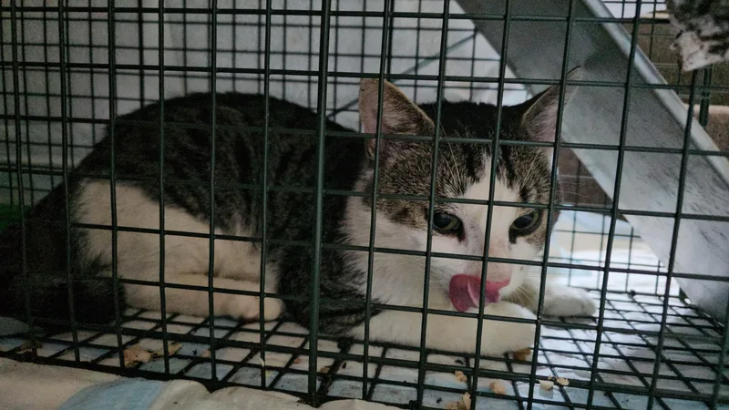 An adult medium-sized male Tabby (Brown / Chocolate) Domestic Short Hair cat named Tippy for adoption in Gaylordsville, CT