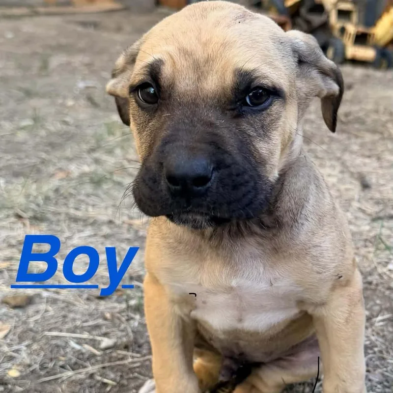 A baby large-sized male Apricot / Beige Mixed Breed dog named Hammy for adoption in Tacoma, WA