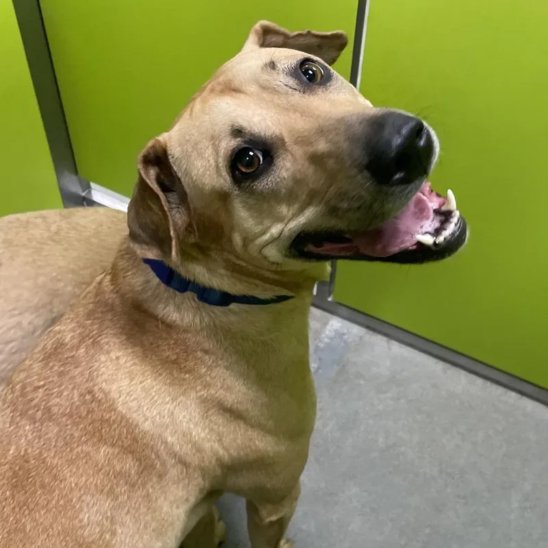 An adult medium-sized female Yellow / Tan / Blond / Fawn Rhodesian Ridgeback dog named Roxy for adoption in Spokane, WA