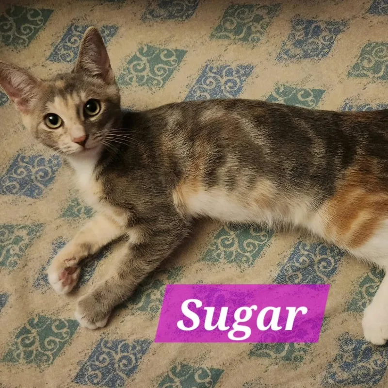 A baby small-sized female Domestic Short Hair cat named Sugar for adoption in La Grange, KY