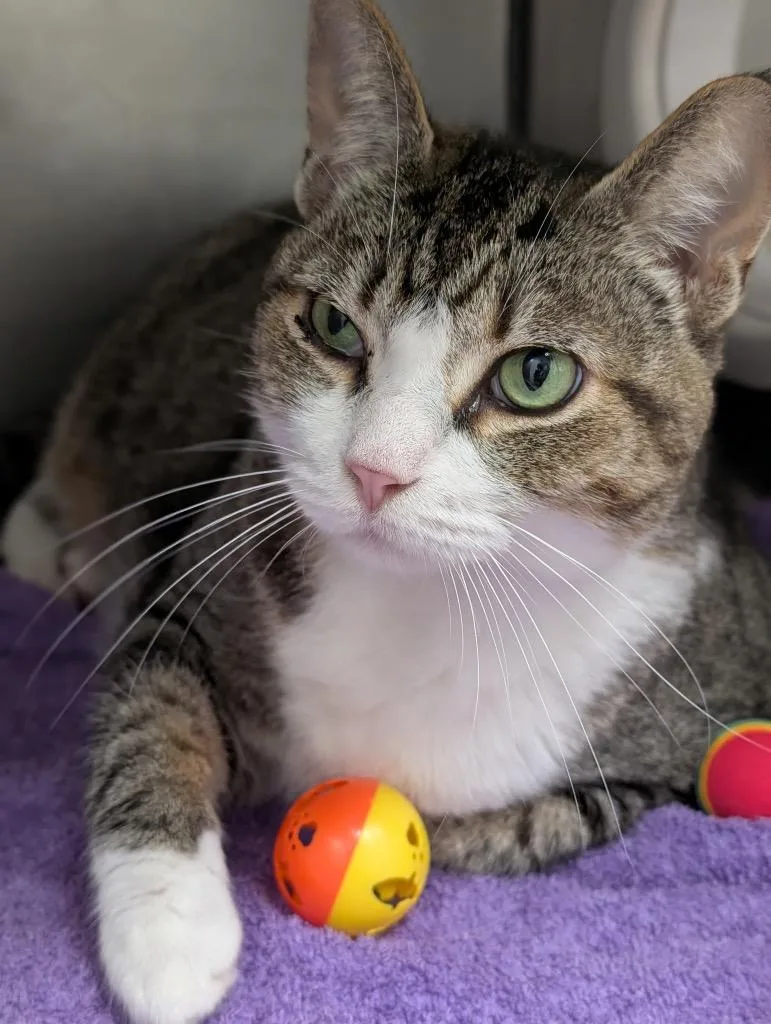 A senior medium-sized male Domestic Short Hair cat named Dustin.... for adoption in Defiance, OH